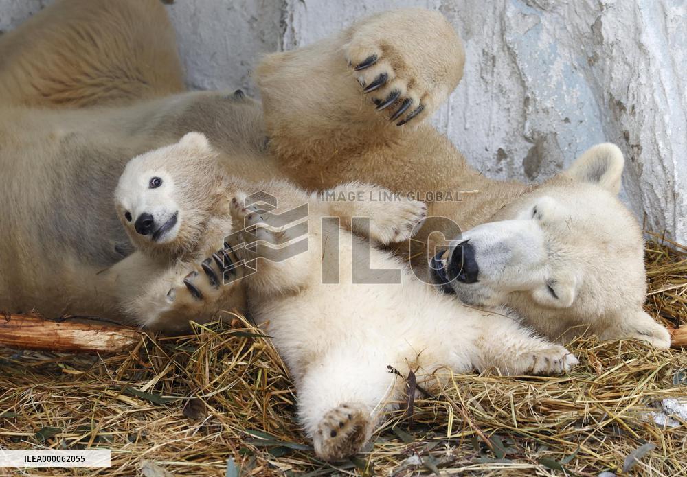 Polar bear cub at Osaka zoo