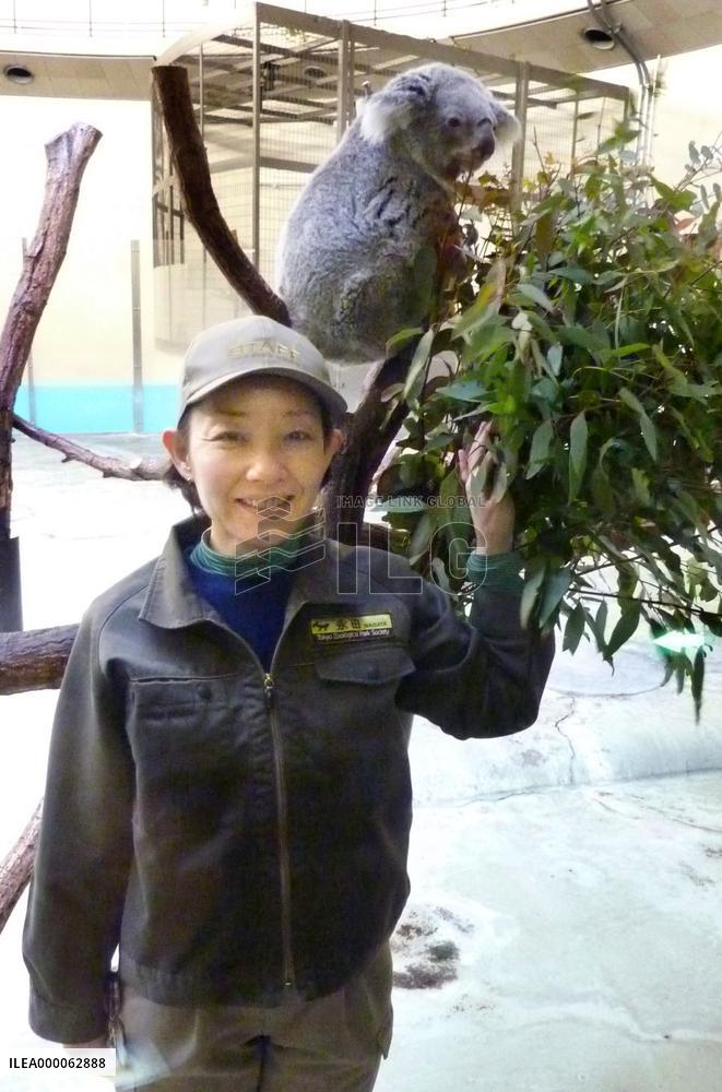 Female zookeeper takes care of 3 koala bears at Tokyo zoo