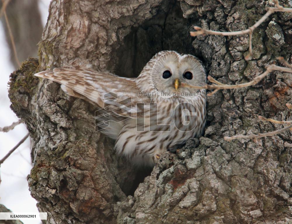 Ural owl spotted in Hokkaido, northern Japan