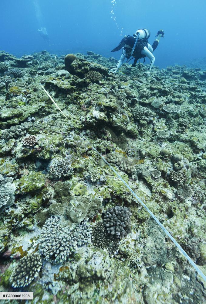 Divers check coral reefs off Okinawa's Henoko area