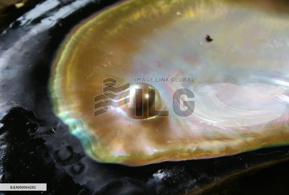 Shining  pearl cultured on southern Japan's Kakero Island