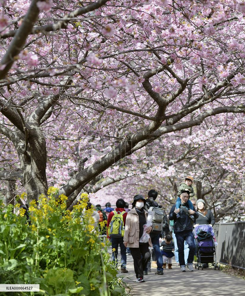 Cherry and rapeseed blossoms in Shizuoka
