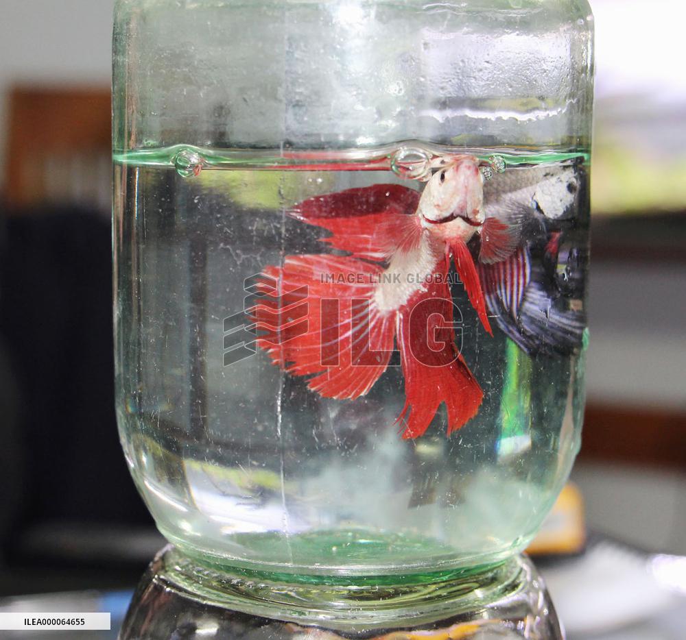 Vietnamese enjoy fish fighting as pastime