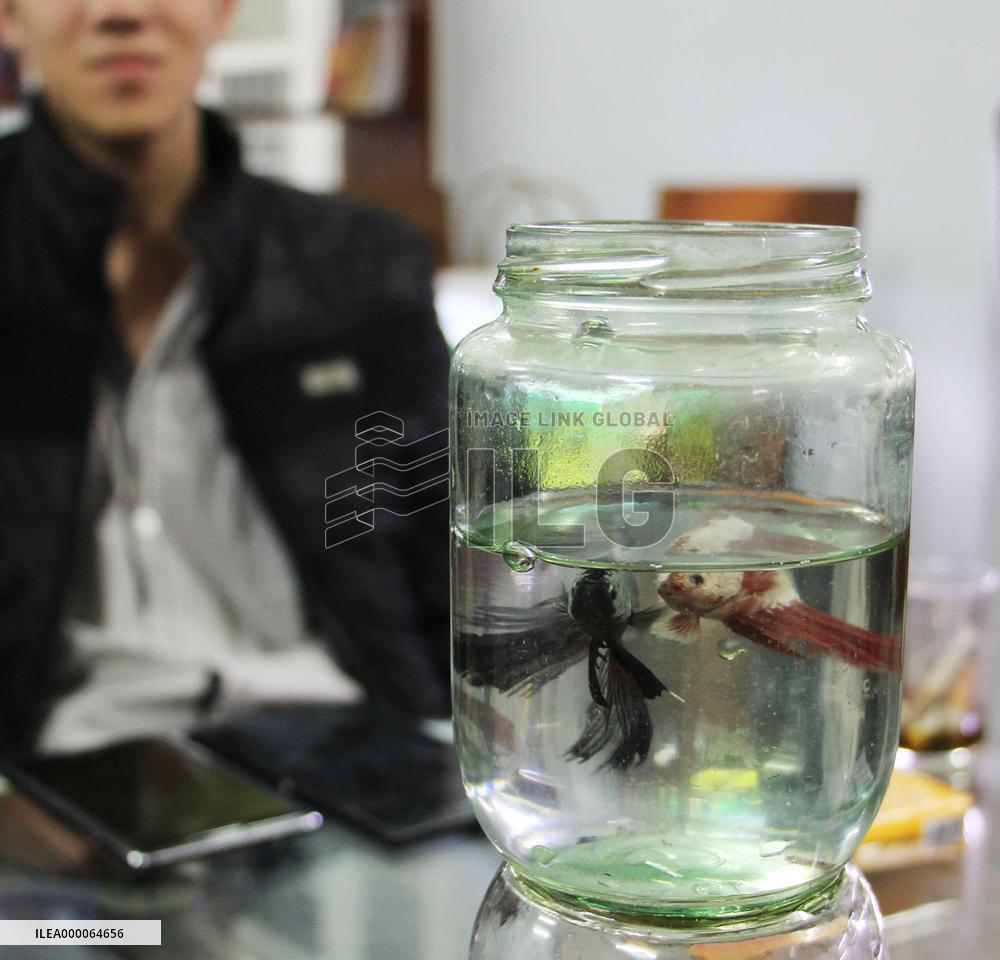 2 fish fight in glass bottle in Hanoi