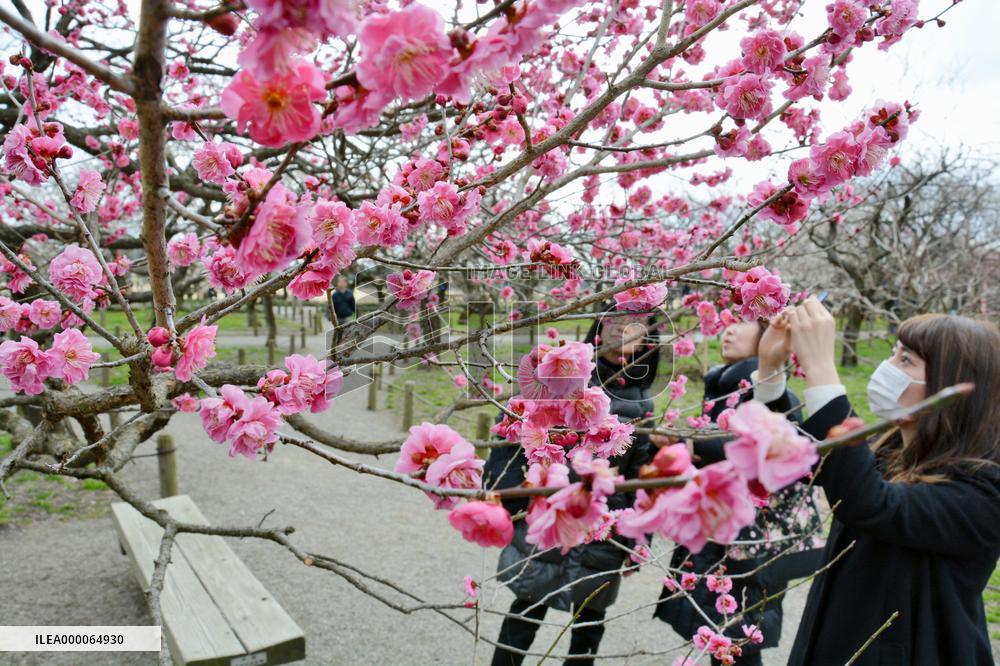 Precocious plum blossoms in Kairakuen at best time
