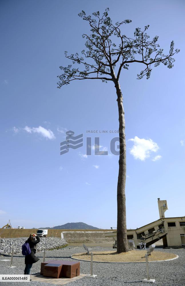 Visitor views 'miracle lone pine tree' in tsunami-hit Fukushima town