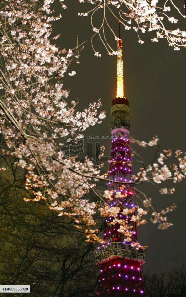 Cherry trees bloom in Tokyo