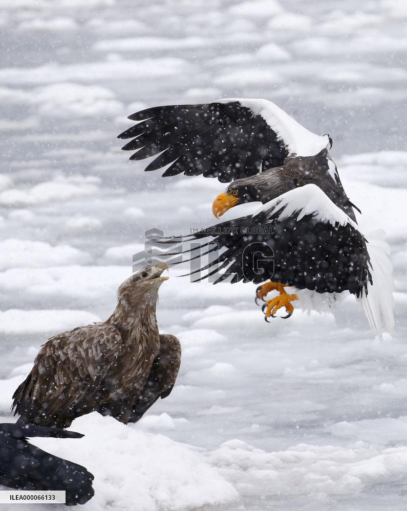 Sea eagles fight over prey on drift ice off Hokkaido town