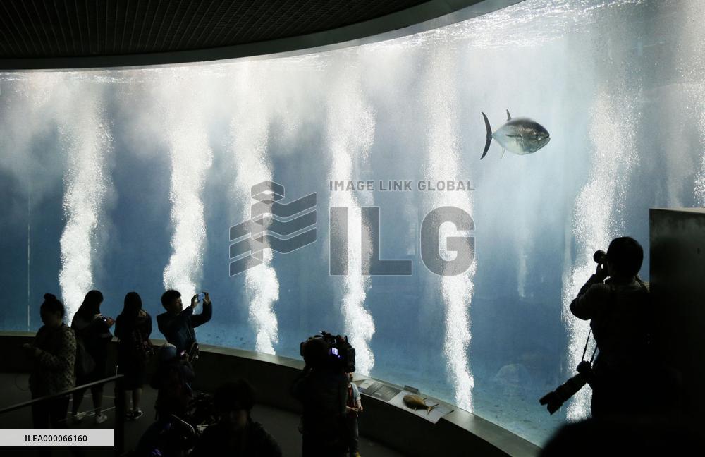 Only one tuna left at Tokyo aquarium after mass deaths