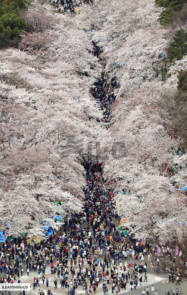 Cherry blossoms in full bloom in Tokyo