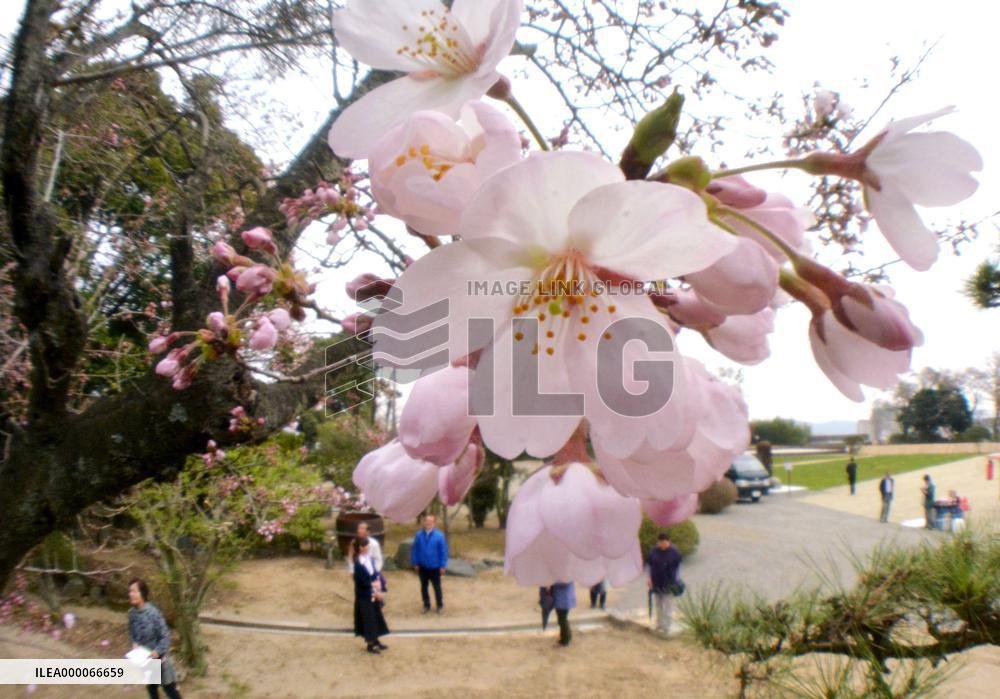 Cherry blossoms in disaster-hit area