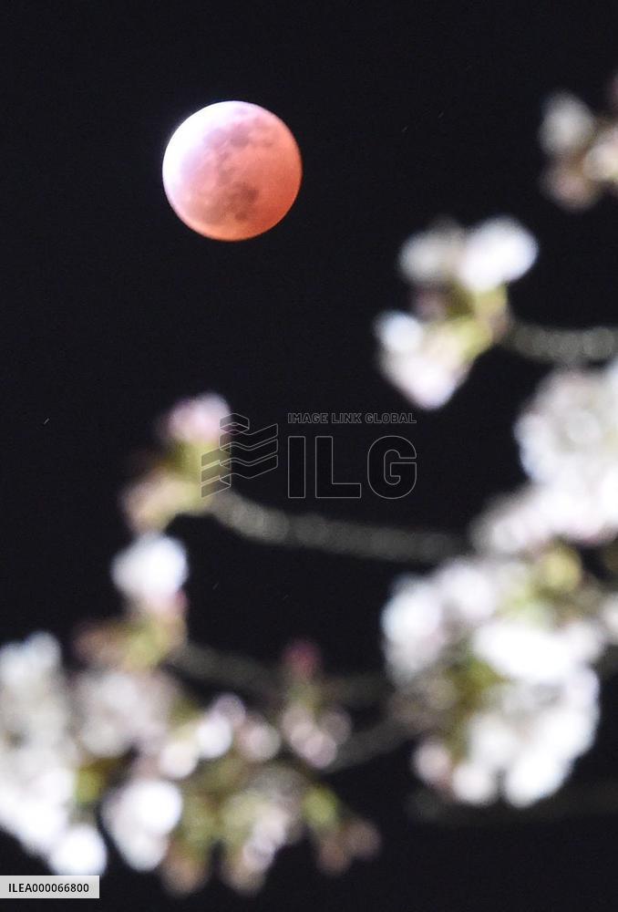 Red full moon observed in Miyagi Pref.