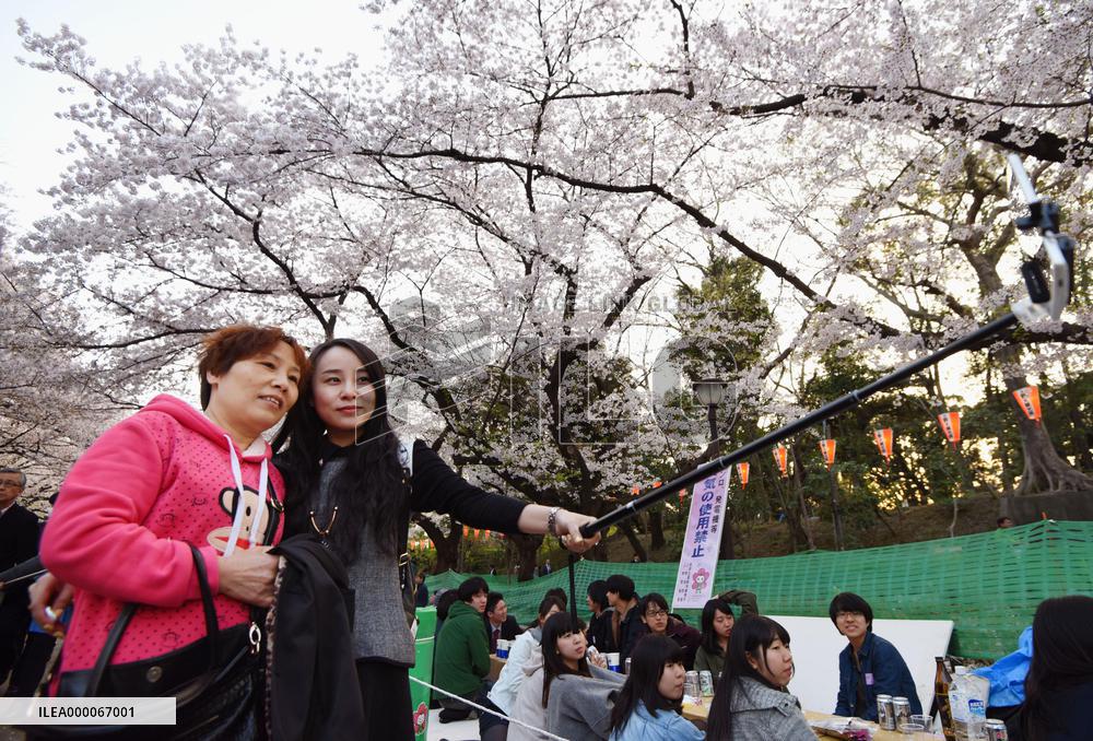 Cherry blossom tours in Japan popular among Chinese