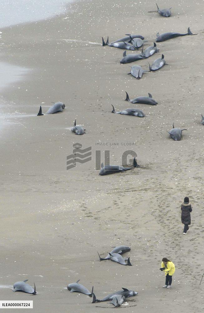 130 dolphins get beached on shore in Ibaraki