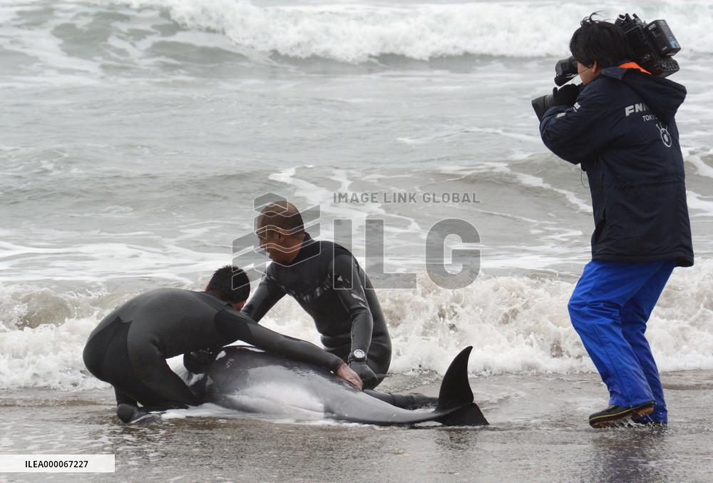 130 dolphins get beached on shore in Ibaraki