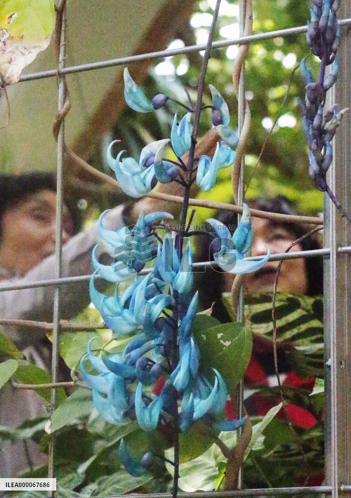 Flowers of jade vine bloom in Fukuoka