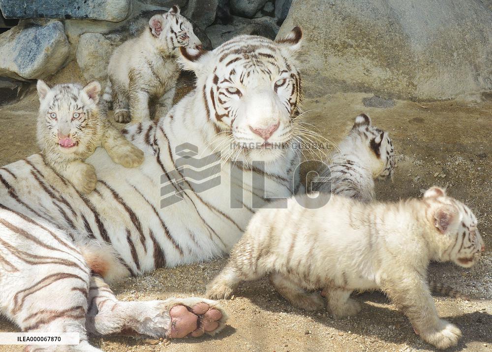 Quadruplet white tigers play around mother at Tobu Zoo