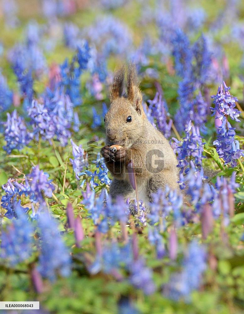 Squirrel in Japan's northland