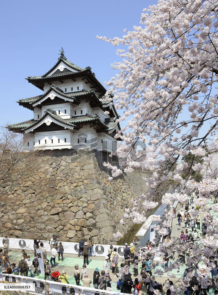 Cherry blossoms in full bloom at Hirosaki Castle