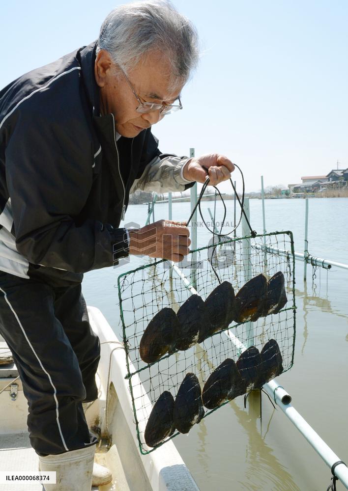 Mother shellfish of Biwa freshwater pearls shown