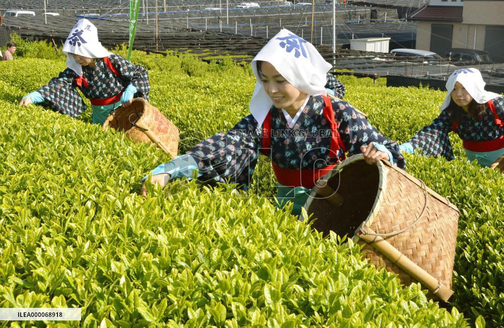 Women in traditional attire pick new green tea leaves in central Japan