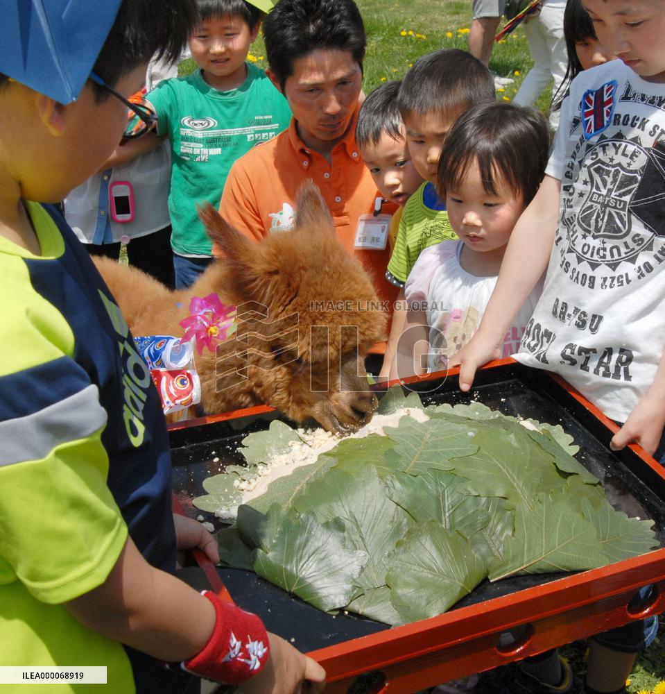 Alpaca bites into big rice cake at eastern Japan zoo