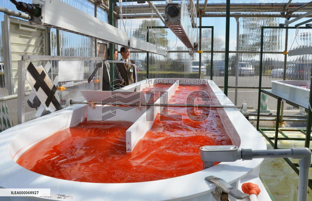 Japan-U.S. joint venture grows algae with use of CO2 from waste unit