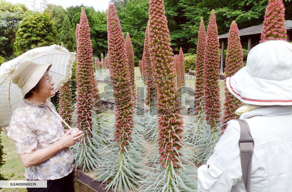 Tower-like plants in bloom