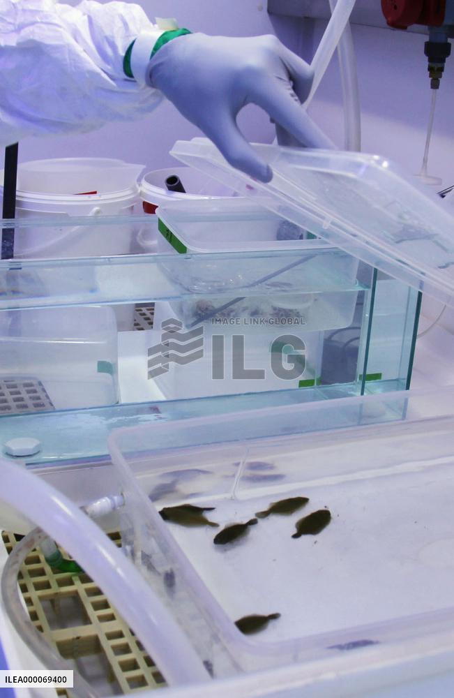 Japanese flatfish used in research at IAEA's Monaco lab