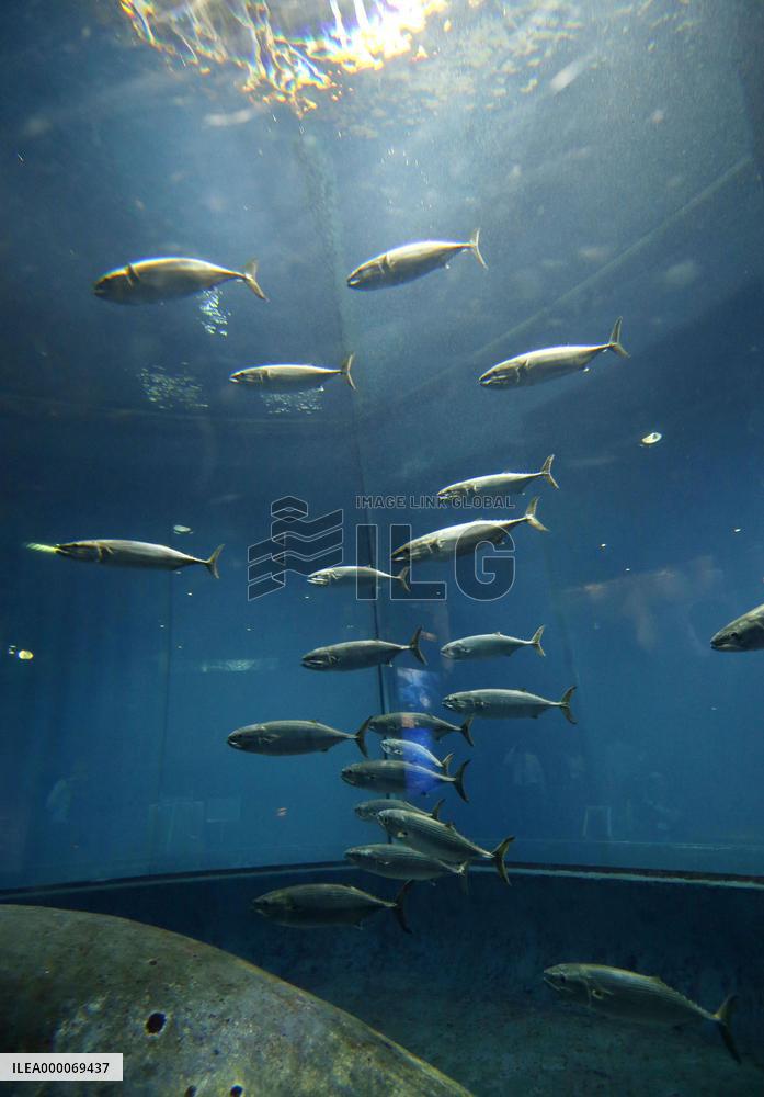 Striped bonito swim in tank at Tokyo Sea Life Park