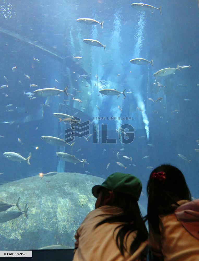 Aquarium aims to recover swarm of tuna