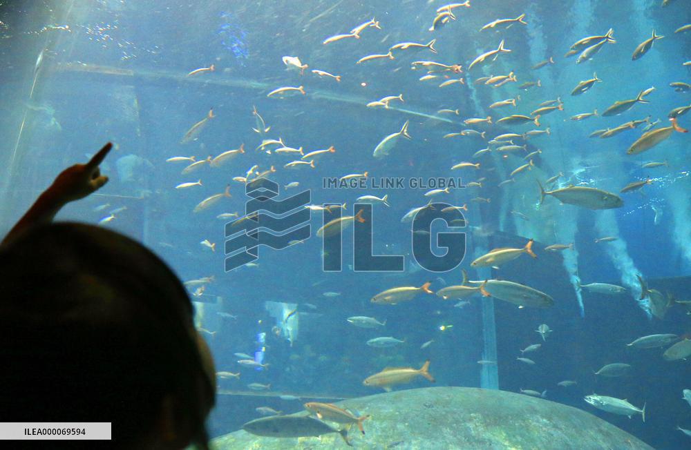 Aquarium aims to recover swarm of tuna
