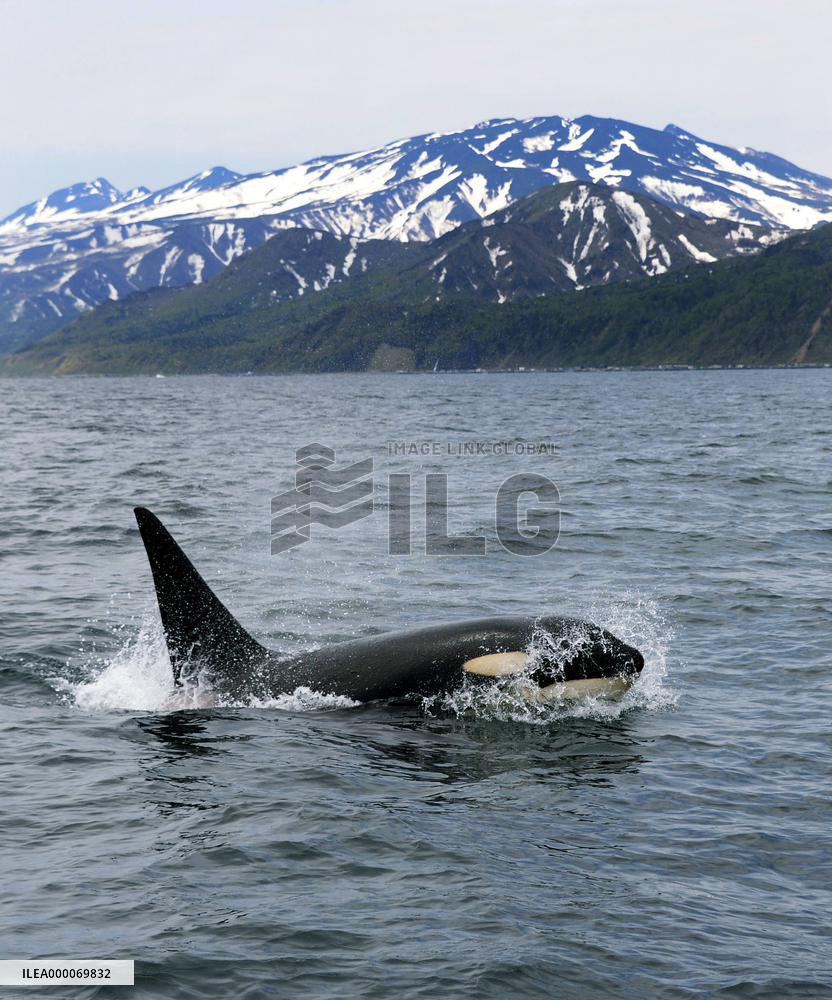 Killer whale swims off Shiretoko Peninsula