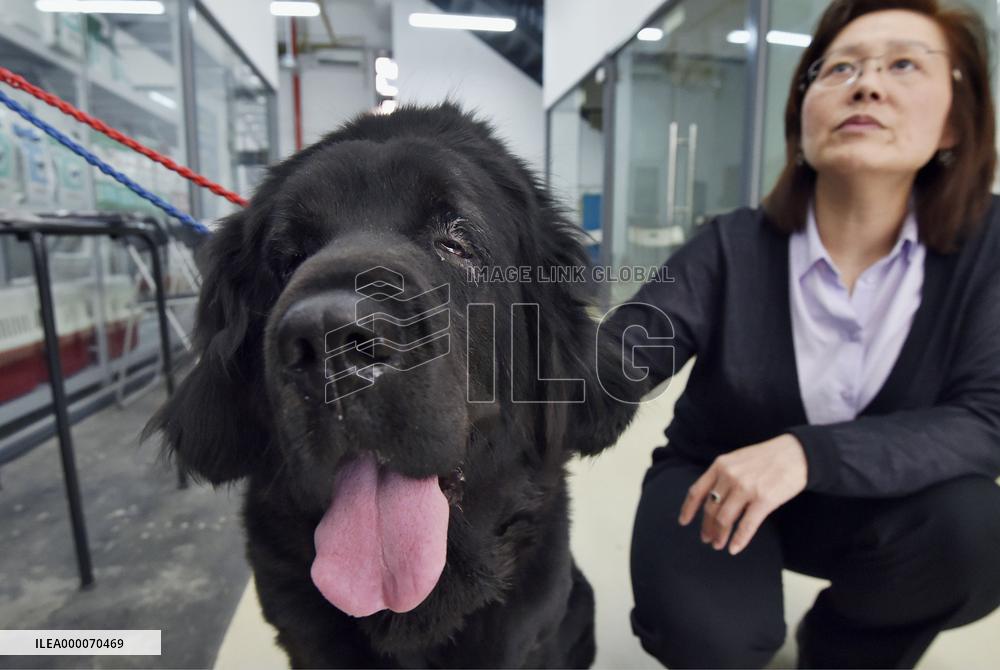 Saved Tibetan mastiff shown at Beijing veterinary hospital