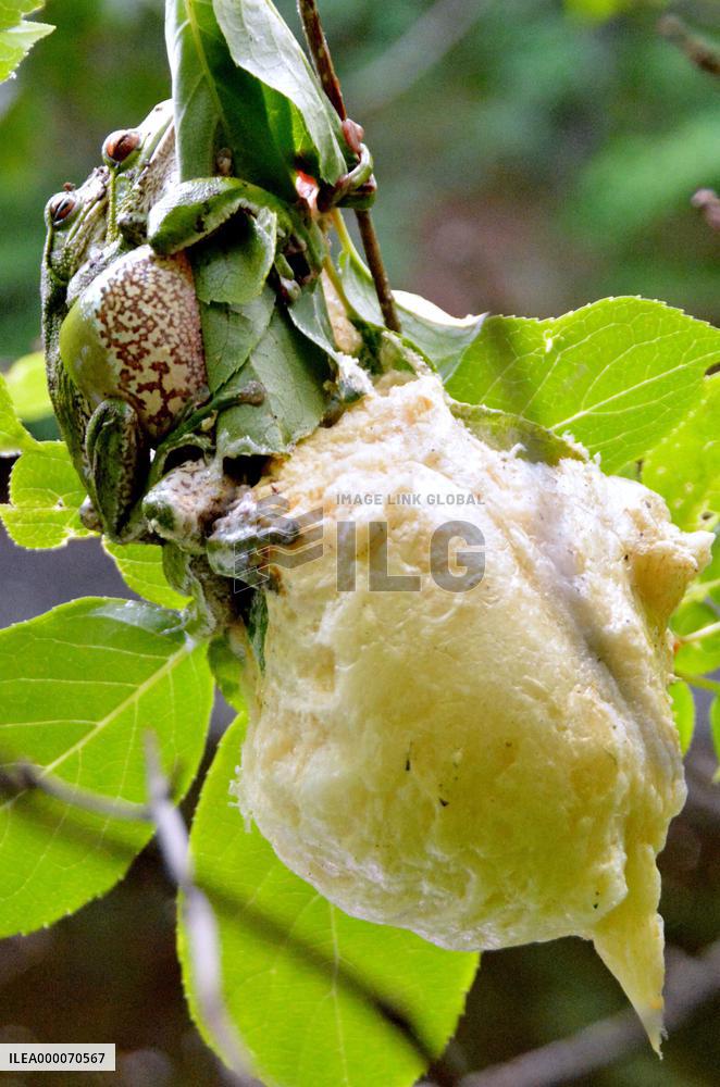 Male, female green tree frogs lay eggs together