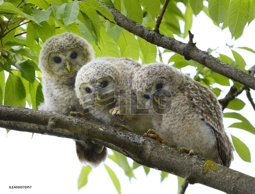 Young owls stay on tree branch in northern Japan forest