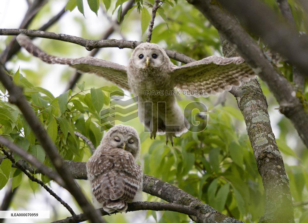 Young owl flies from branch in northern Japan forest