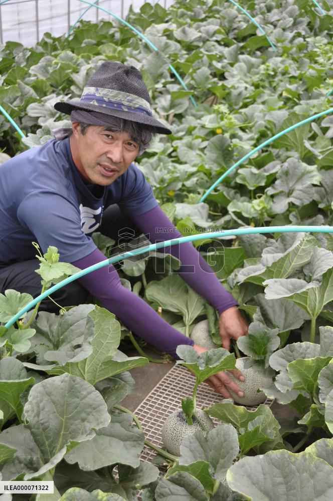 Japanese farmer tends melons to be airlifted to Bangkok