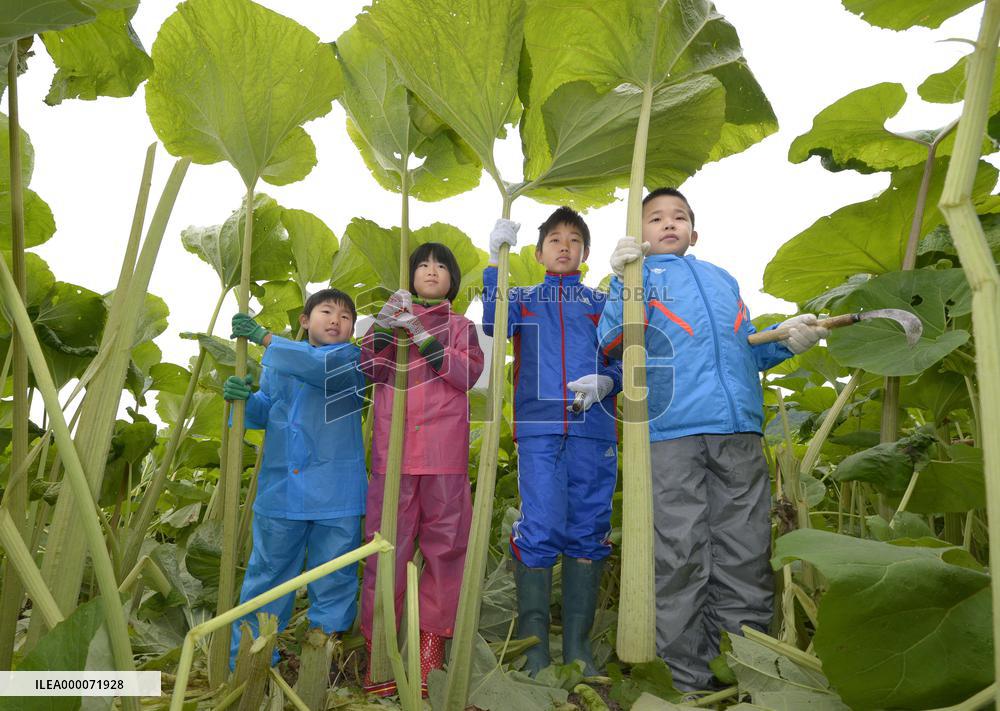 Harvest season for largest Japanese butterburs in Hokkaido