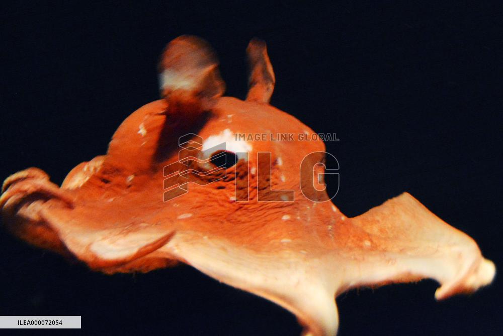 Flapjack octopus swims at Aquamarine Fukushima