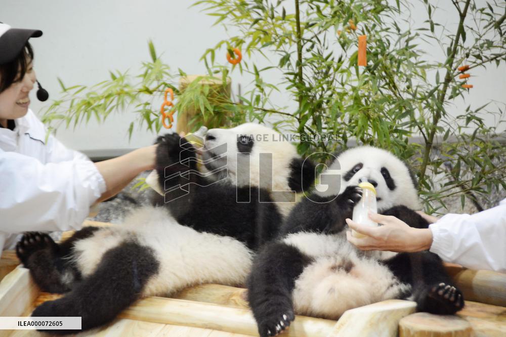 Panda twins quench their thirst on Tanabata day