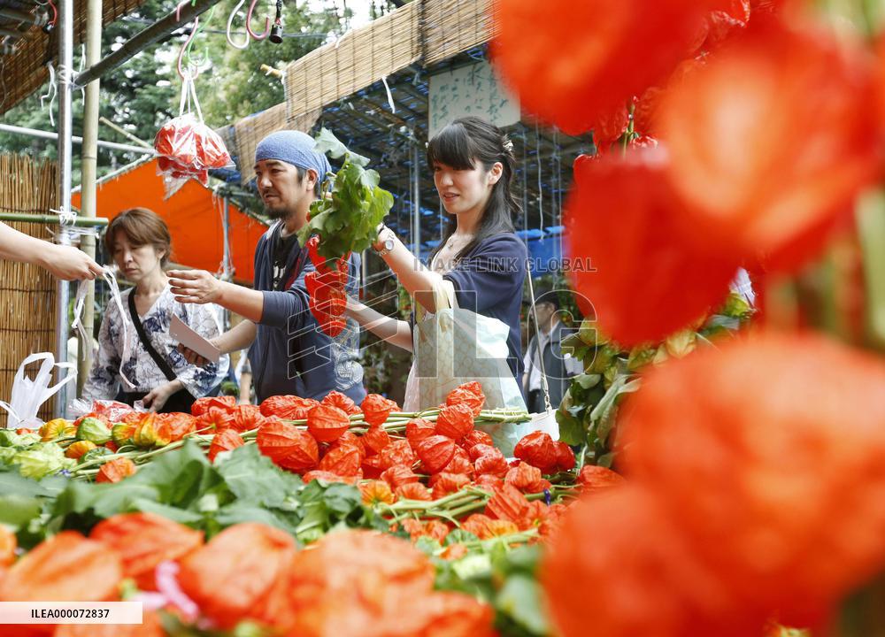 Chinese lantern plant market opens in Tokyo