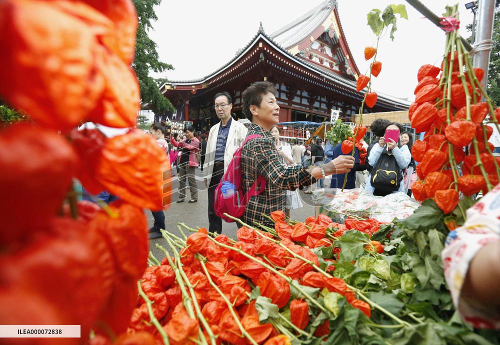 Chinese lantern plant market opens in Tokyo