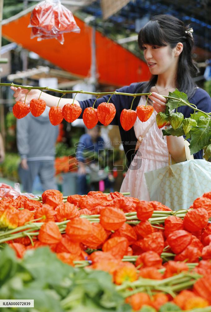 Chinese lantern plant market opens in Tokyo