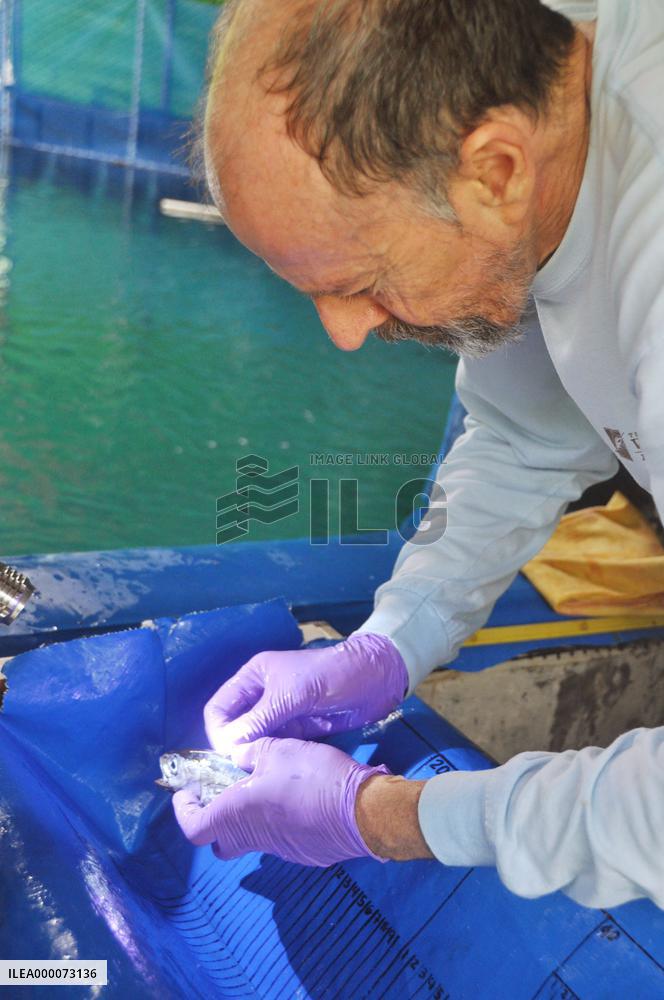 Researcher attaches tag to baby yellowfin tuna in Panama