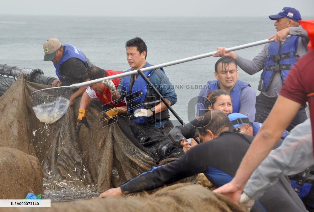 Specialists scoop baby yellowfin tuna from preserve in Panama