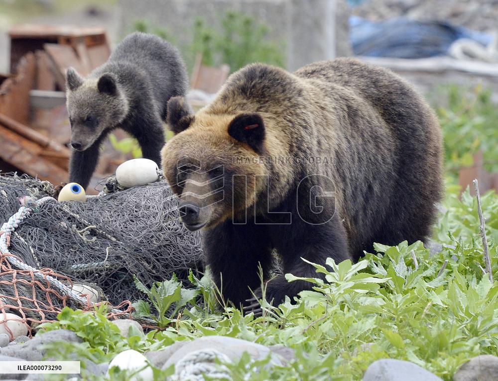 Fishermen, brown bears live side by side in northern Japan