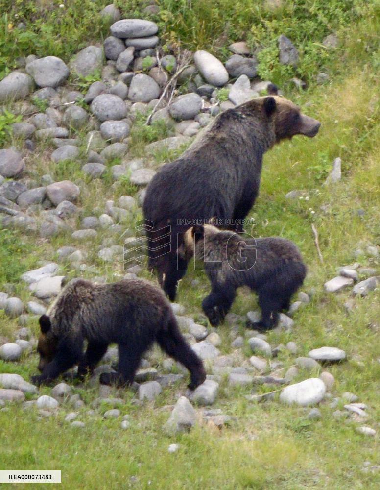 Brown bears look for food in Shiretoko Peninsula