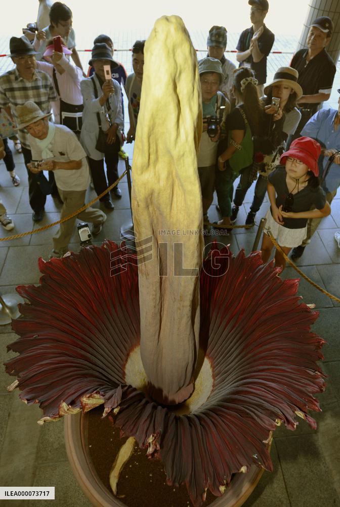 World's largest flower blossoms at Tokyo park