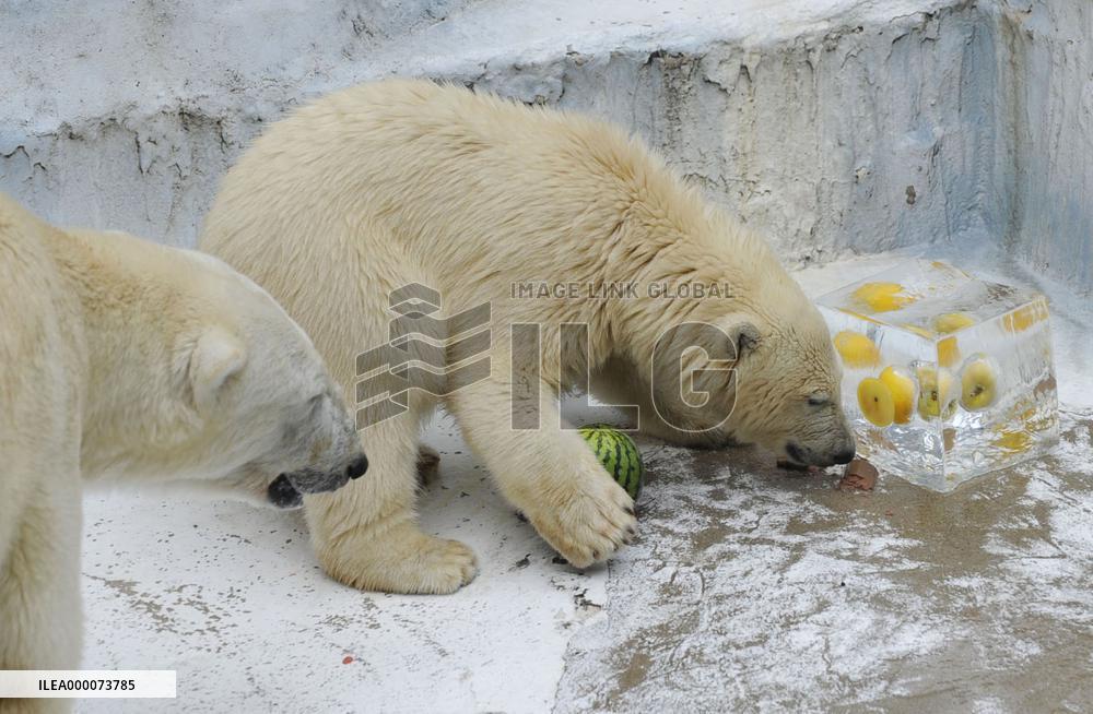 Polar bears presented with ice pillar containing apples